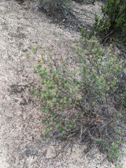 Stenanthera conostephioides