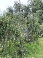 Eucalyptus radiata