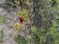 Stenanthera conostephioides