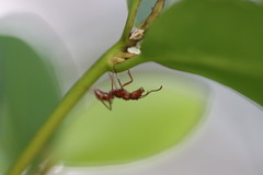 Ectatomma tuberculatum