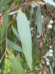 Eucalyptus radiata