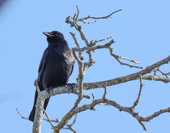 Corvus ossifragus