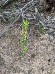 Phyllanthus hirtellus