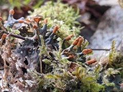 Peltigera polydactylon