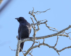 Corvus ossifragus