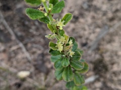 Phyllanthus hirtellus