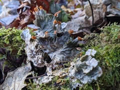 Peltigera polydactylon