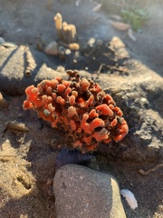 Clathria