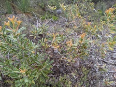 Banksia ornata