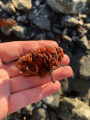 Clathria