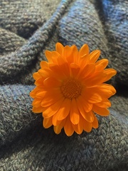 Calendula