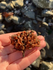 Clathria