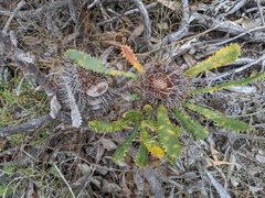 Banksia ornata