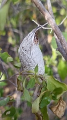Rothschildia cinctus