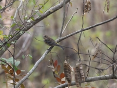 Setophaga coronata
