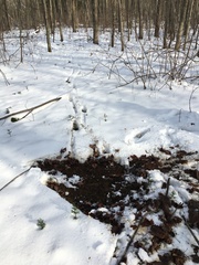 Odocoileus virginianus