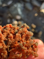 Clathria