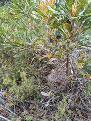 Banksia ornata