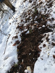 Odocoileus virginianus