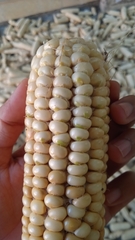 Zea mays