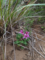 Pelargonium rodneyanum