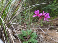 Pelargonium rodneyanum