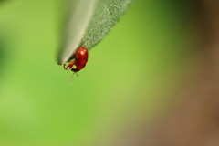 Attelabidae
