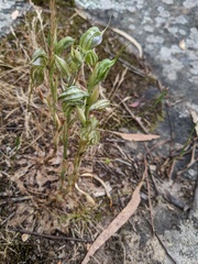 Pterostylis planulata