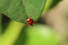 Attelabidae