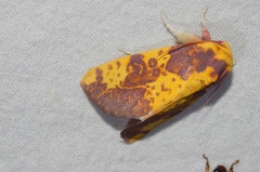 Copifrontia xantherythra