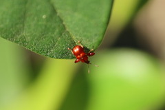 Attelabidae