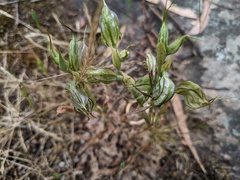 Pterostylis planulata