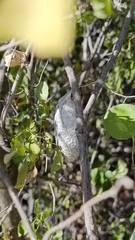 Rothschildia cinctus