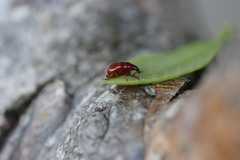 Attelabidae