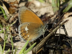 Coenonympha glycerion