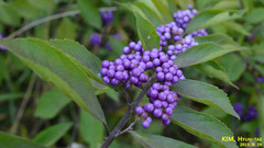 Callicarpa dichotoma