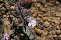 Hemiandra pungens