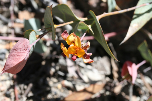 Image of Daviesia cordata by (c) Benjamin Anderson, some rights reserved (CC BY)