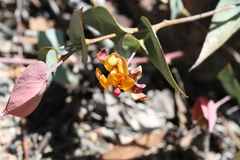 Daviesia cordata