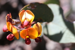 Daviesia cordata