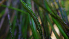 Pentidotea kirchanskii