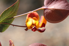 Daviesia cordata