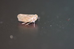 Paraphlepsius continuus