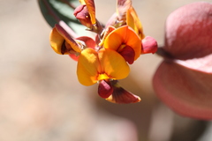 Daviesia cordata