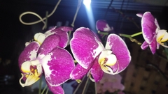 Vandoideae