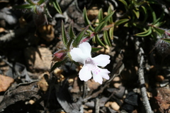 Hemiandra pungens