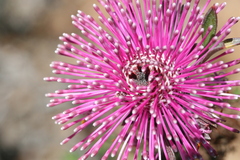 Isopogon
