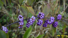 Callicarpa dichotoma