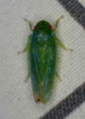 Iassinae