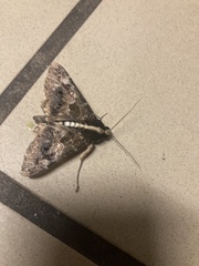 Sphingomorpha chlorea